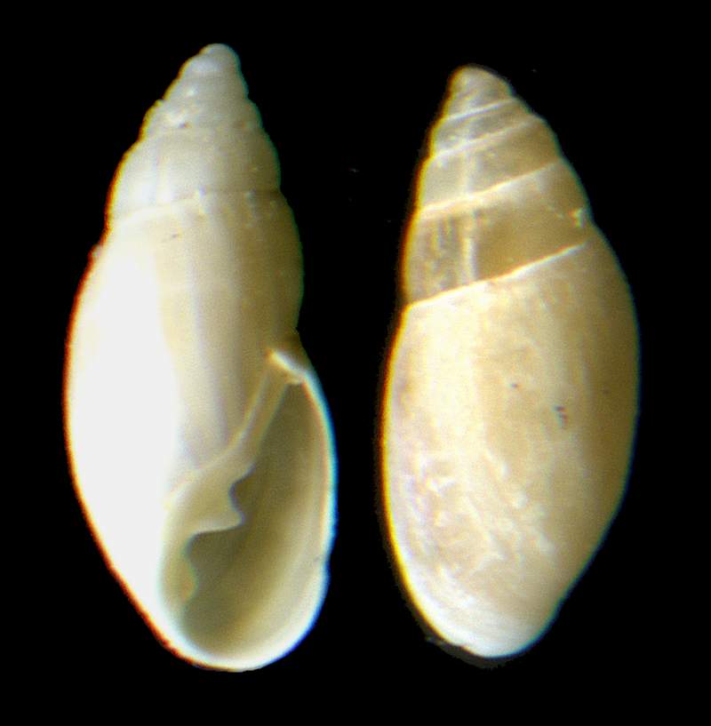 Auriculinella (Leucophytia) bidentata (Montagu, 1806)